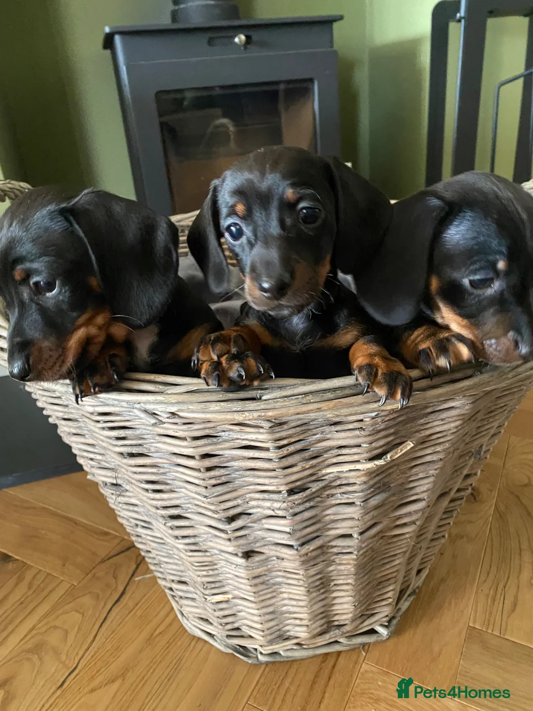 Miniature Dachshund dogs for sale: Lovely litter of miniature dachshund pups in Derby - Advert 1