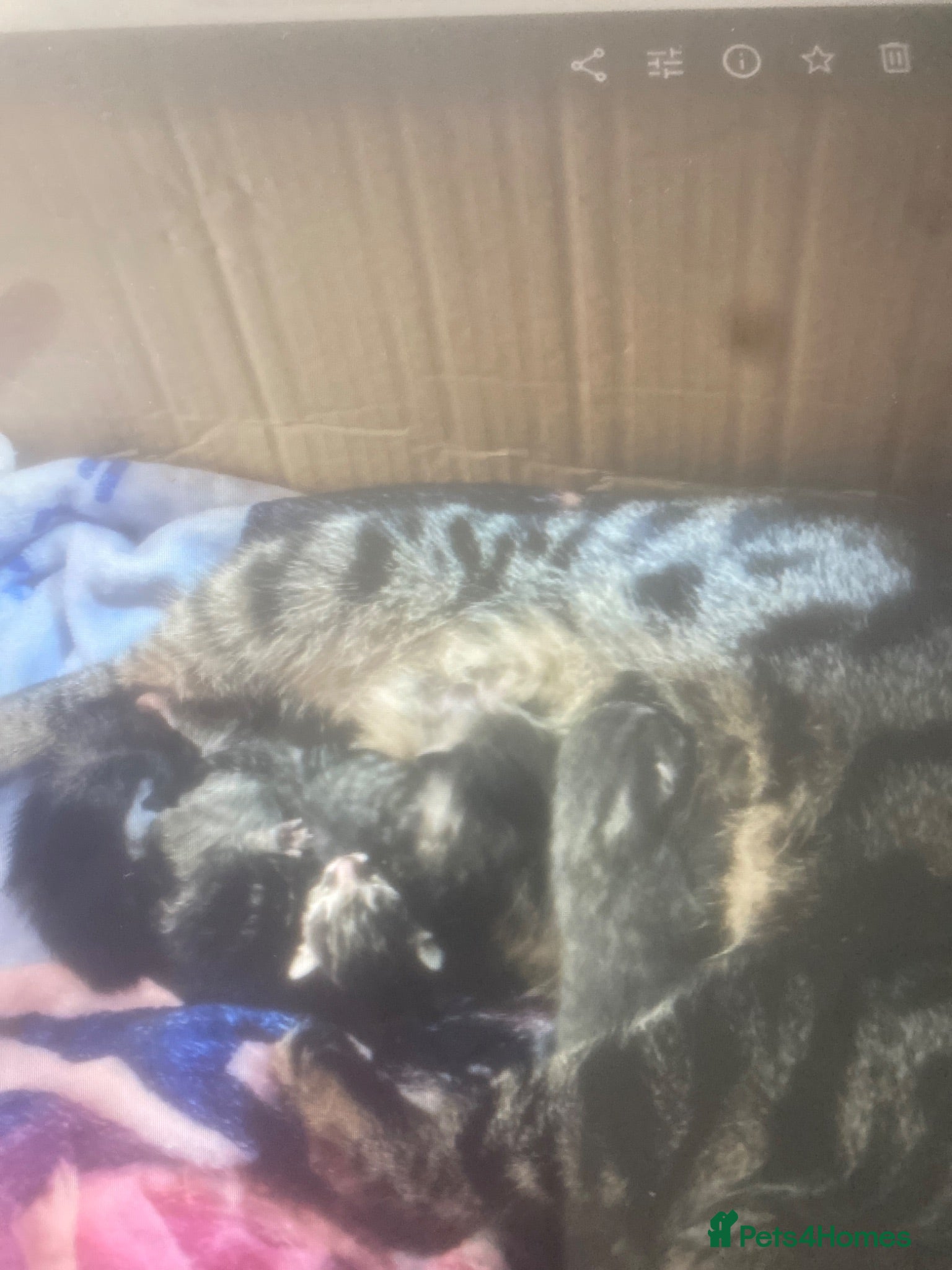 Mixed Breed cats Beautiful kittens  - Advert 5