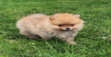 Pomeranian dogs - Advert 3