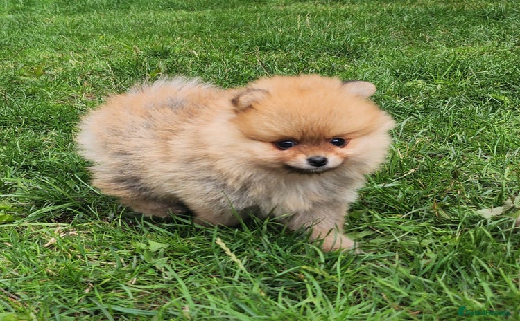 Pomeranian dogs - Advert 3