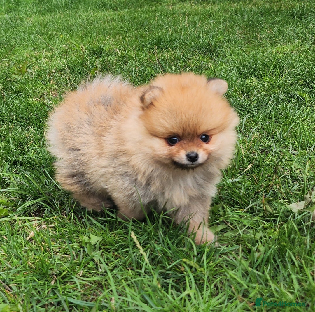 Pomeranian dogs for sale: Beautiful quality pomeranian girl puppies  - Image 1