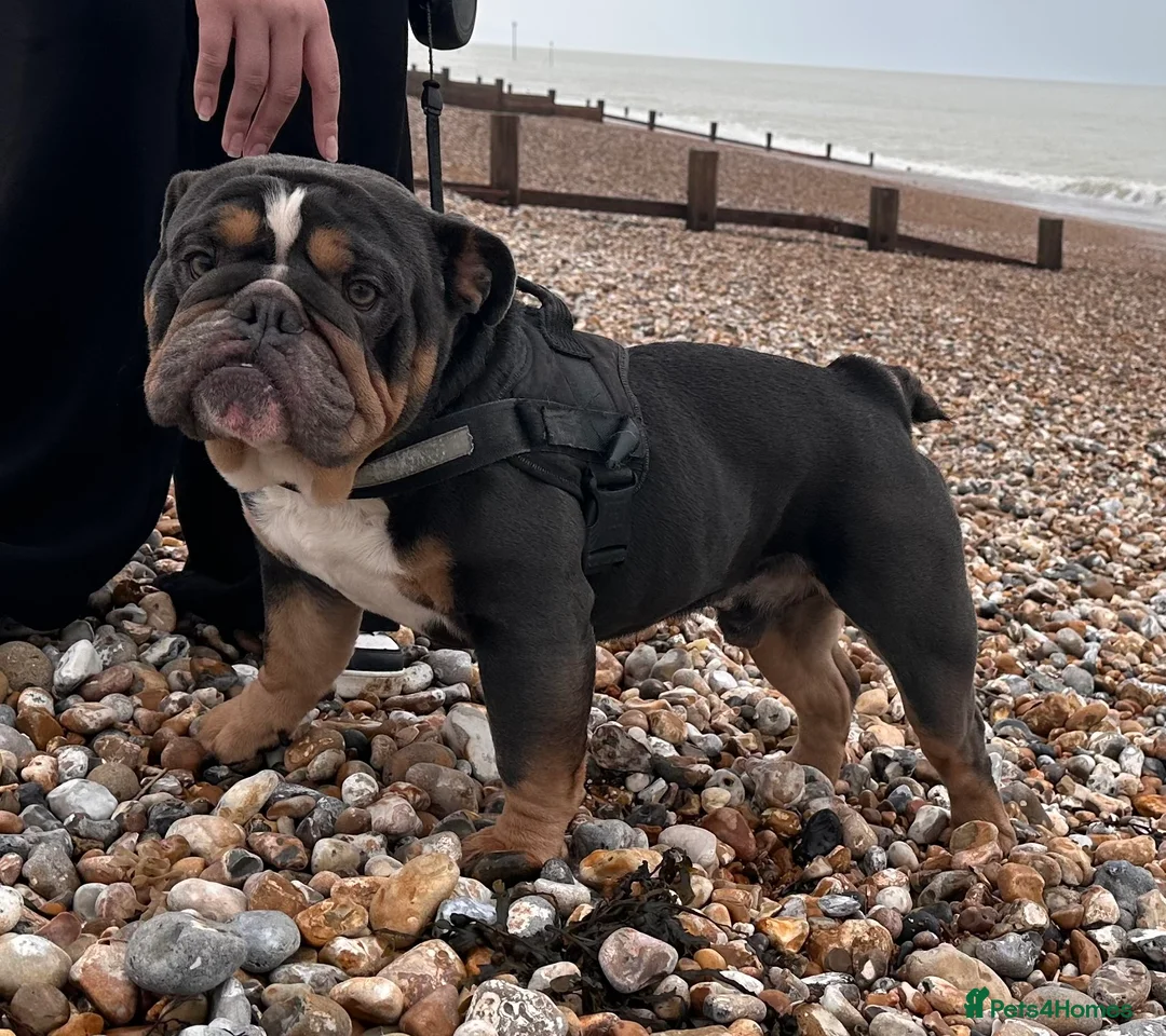 English Bulldog dogs for stud: Blue Tri stud boy  - Advert 9