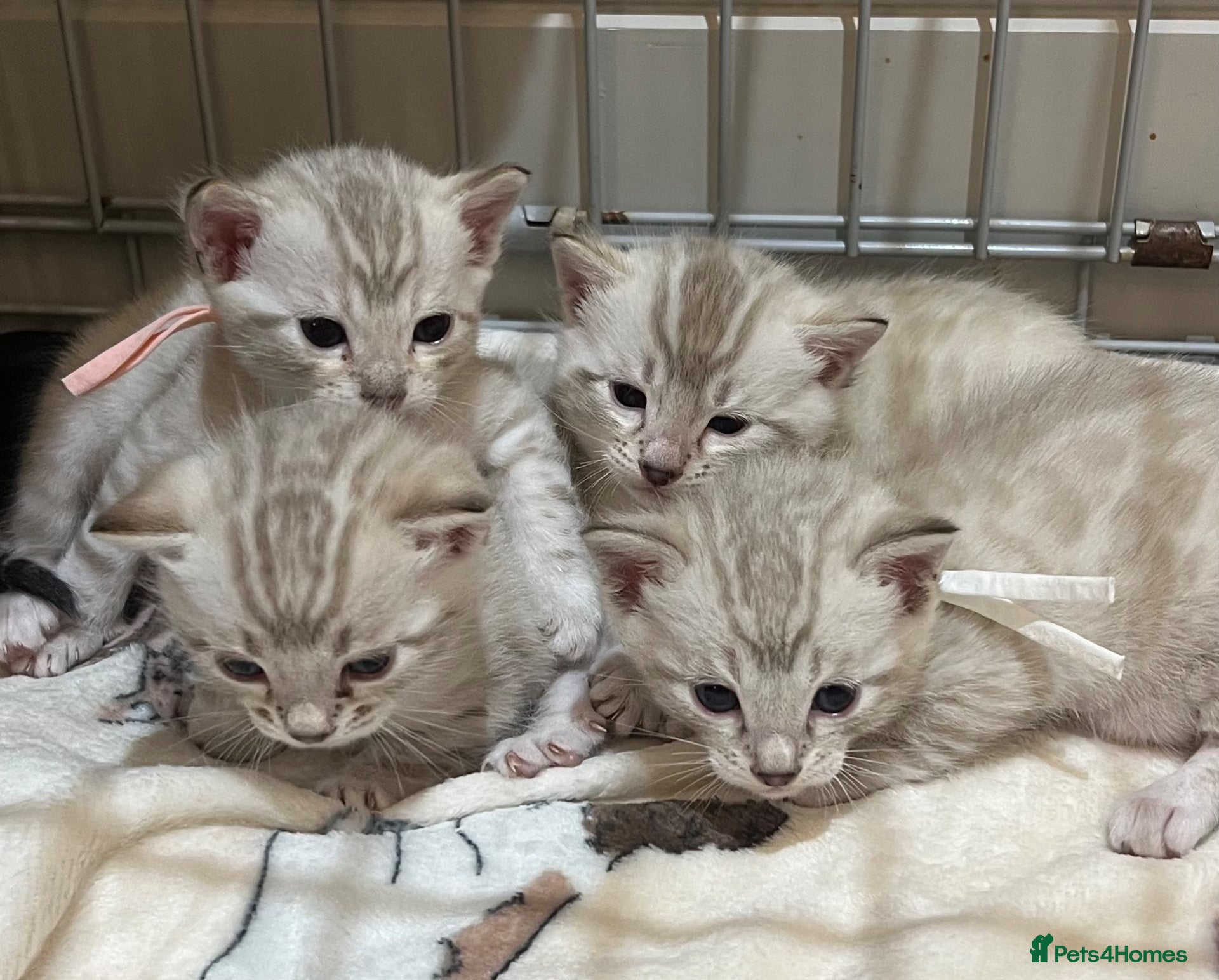 Bengal cats Top quality Snow Leopard spotted Bengal Kittens - Advert 2