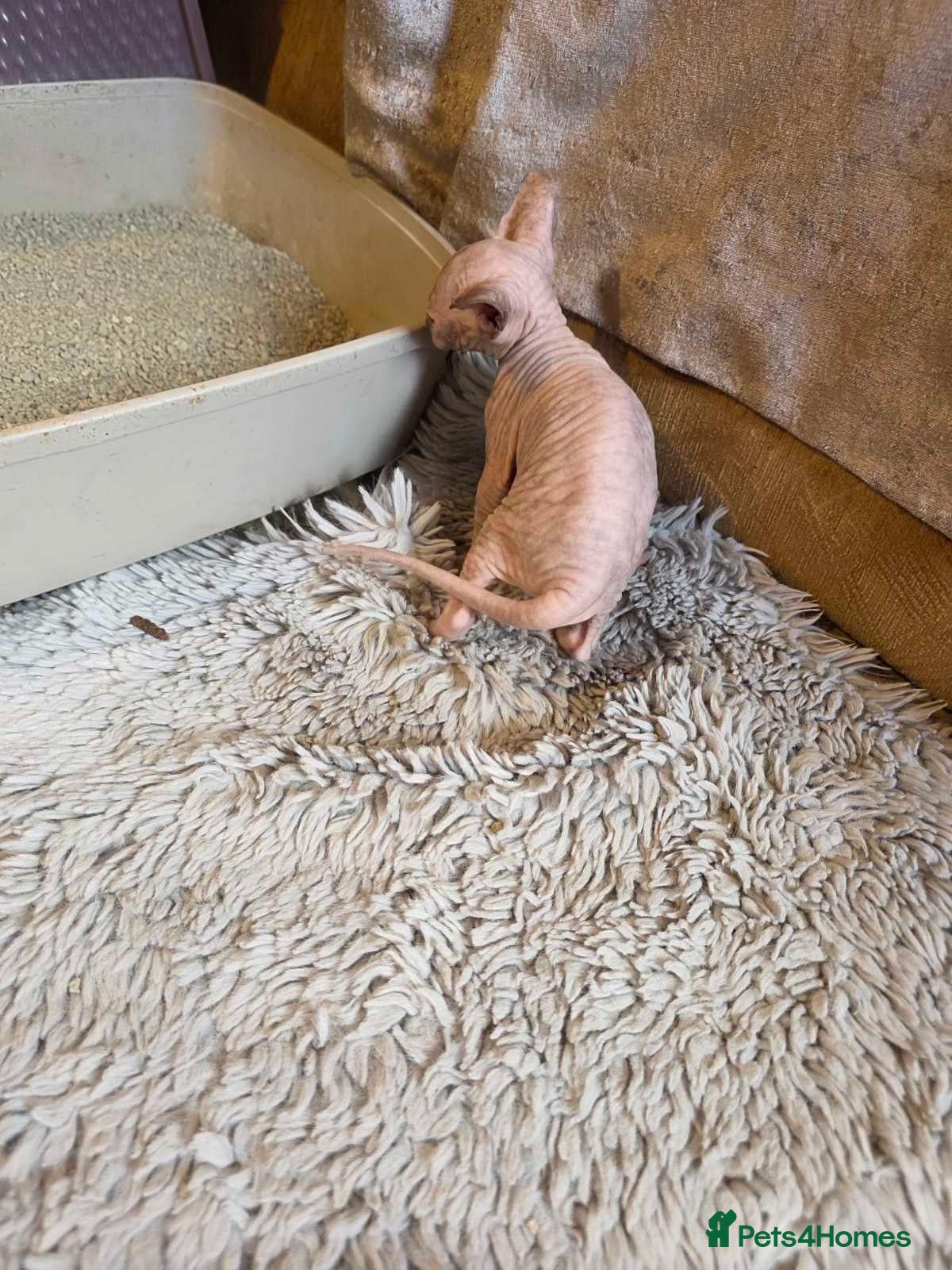 Sphynx cats Spfin - Advert 1