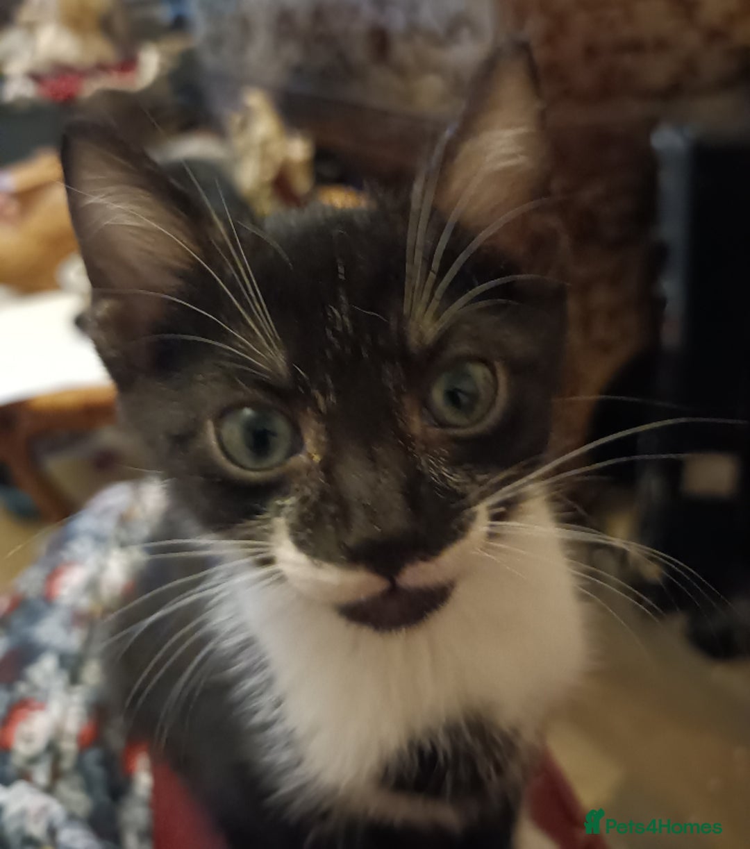 Mixed Breed cats for sale: Black & White Kittens Bengal Mix Véry Interactive  - Image 11