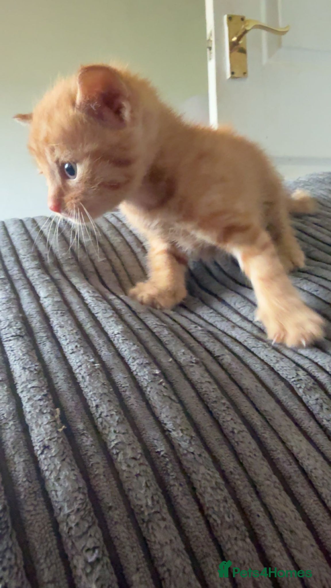 Mixed Breed cats ginger tabbie females  - Advert 6