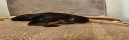 Dachshund dogs for sale: Miniture dachshund puppies  in Woking - Advert 2