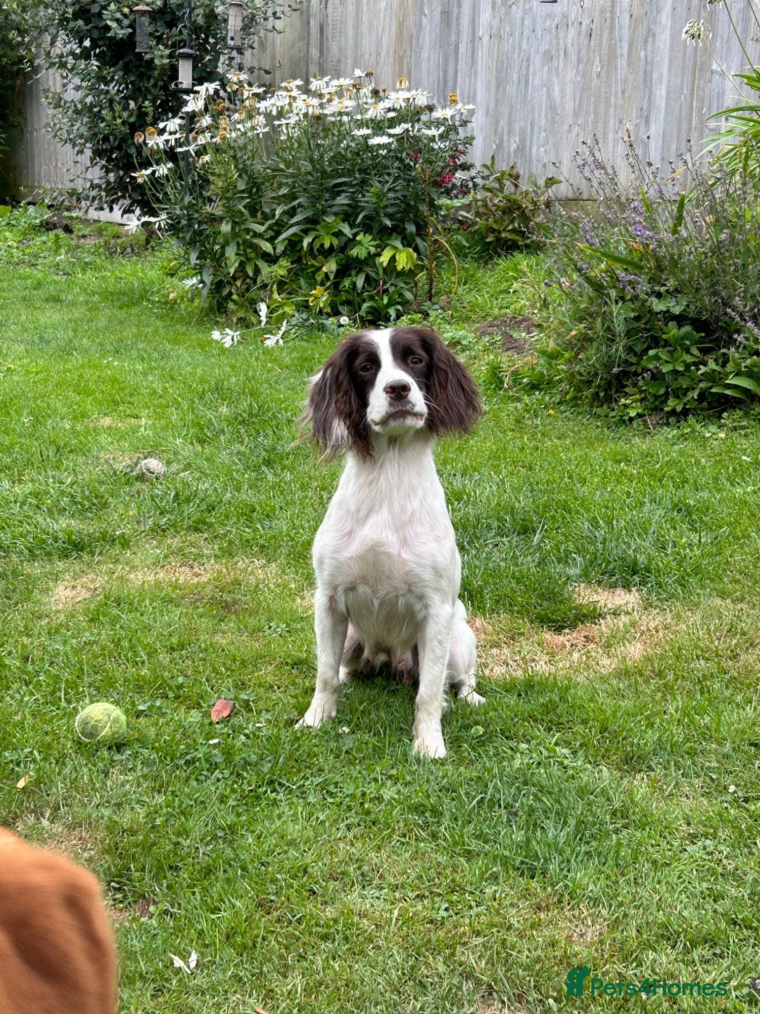English Springer Spaniel dogs Kc springer spaniels  - Advert 10