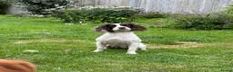 English Springer Spaniel dogs for sale: Kc springer spaniels  in Marlborough - Advert 1