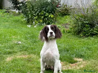 English Springer Spaniel dogs Kc springer spaniels - Advert 8