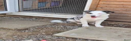 Border Collie dogs for sale: Border Collie- Blue Merle. - Advert 6