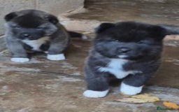 Akita dogs for sale: KC REGISTERED BEAR HEAD AMERICAN AKITA FEMALE PUPS - Image 5