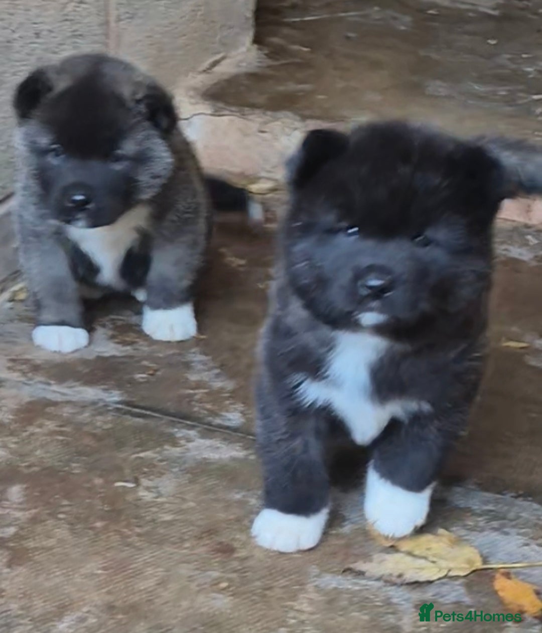 Akita dogs for sale: KC REGISTERED BEAR HEAD AMERICAN AKITA FEMALE PUPS - Image 5