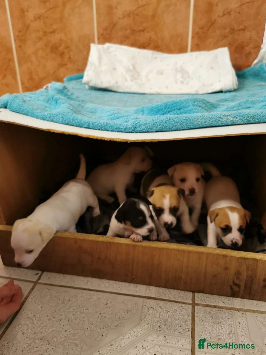 Jack Russell dogs for stud: Handsome Tan miniature Jack Russell for stud in Hemel Hempstead - Advert 14