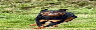 Rottweiler 1