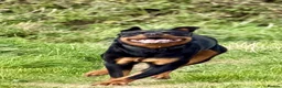 Rottweiler dogs for sale: Athena sweet girl Looking for Loving Home - Advert 6