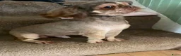 Shih Tzu dogs for sale: Male imperial shih tzu - Advert 1