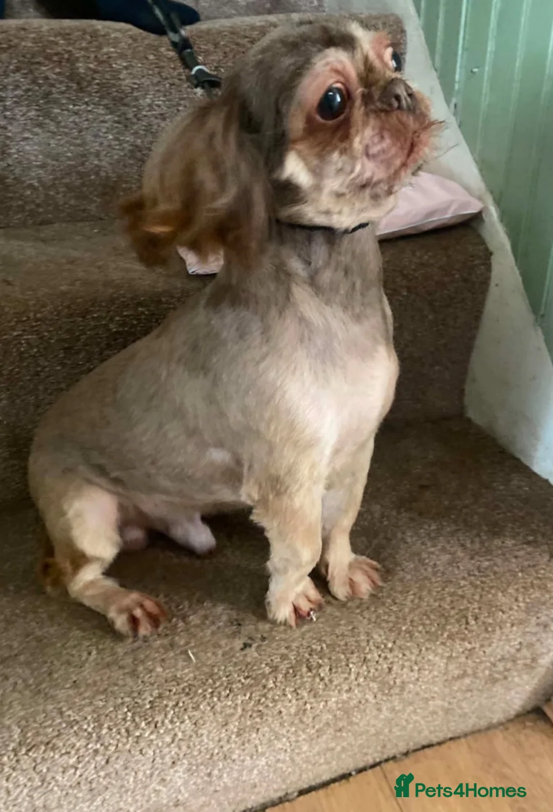Shih Tzu dogs for sale: Male imperial shih tzu - Advert 1