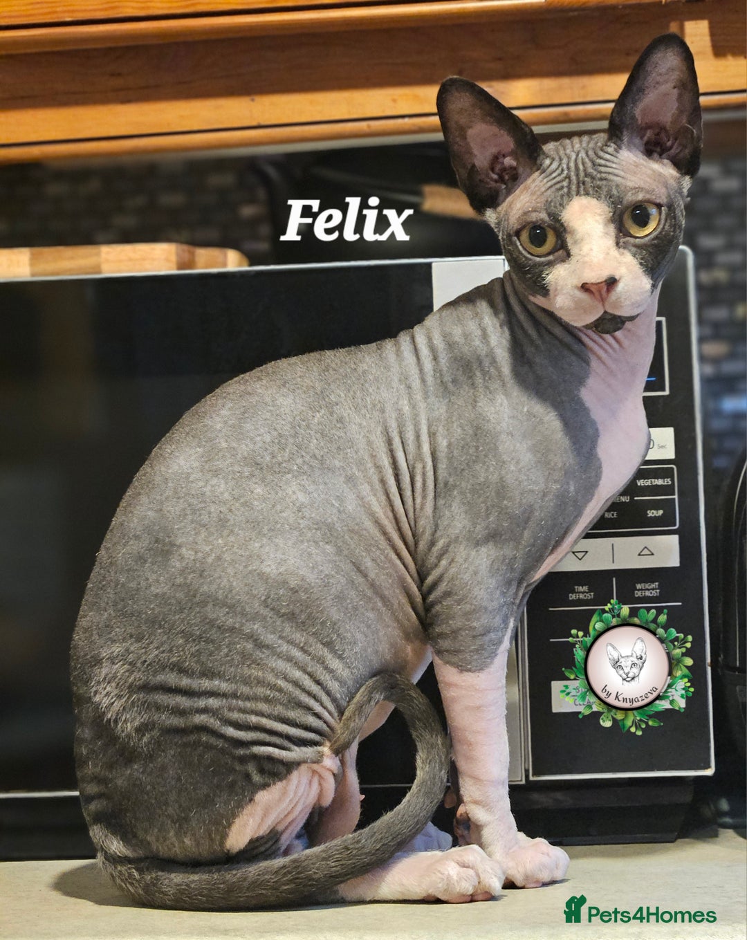 Sphynx cats for sale: Adorable Canadian Sphynx – Champion Bloodline - Advert 10