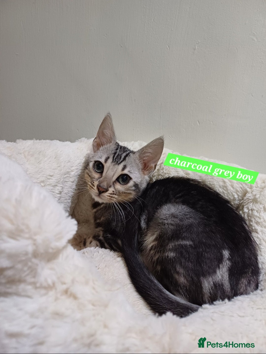 Mixed Breed cats for sale: Bengal beauties *Ready* - Advert 1