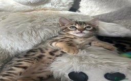 Bengal cats for sale: Stunning Bengal Kittens - TICA Registered - Image 21