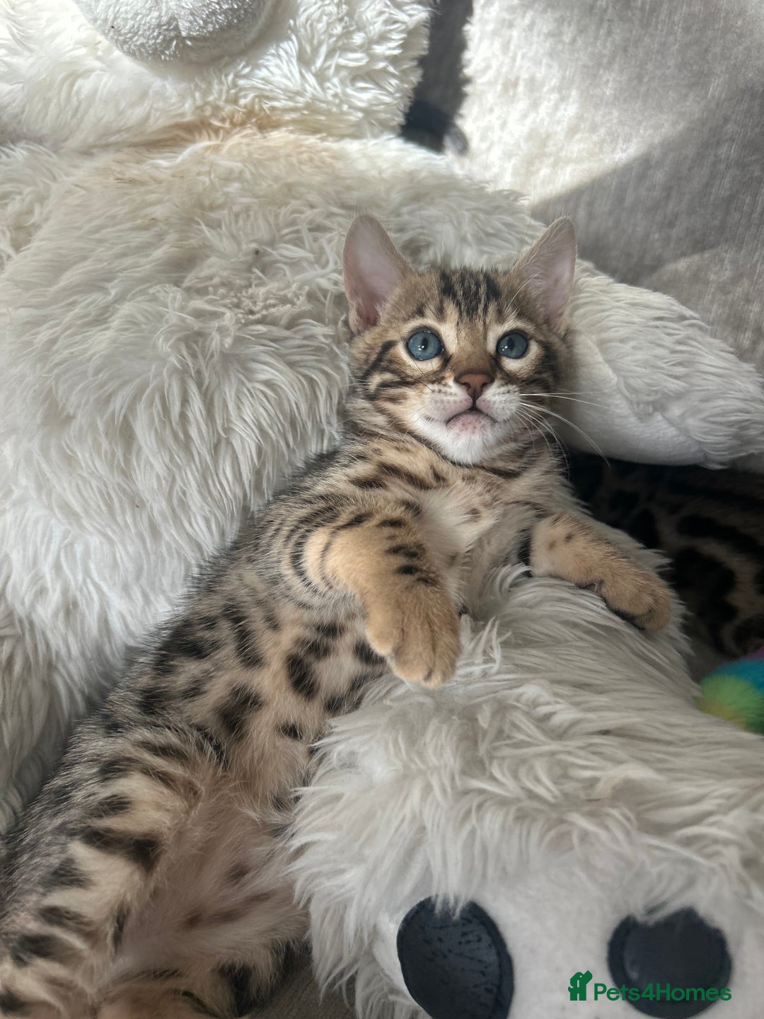 Bengal cats for sale: Stunning Bengal Kittens - TICA Registered - Image 21
