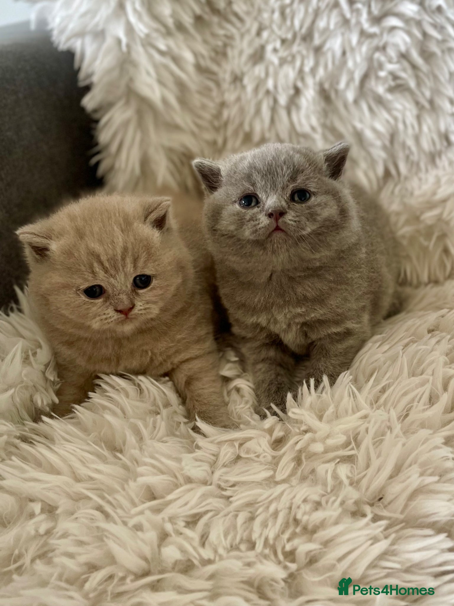 British Shorthair cats GORGEOUS PEDIGREE BRITISH SHORTHAIR  - Advert 1