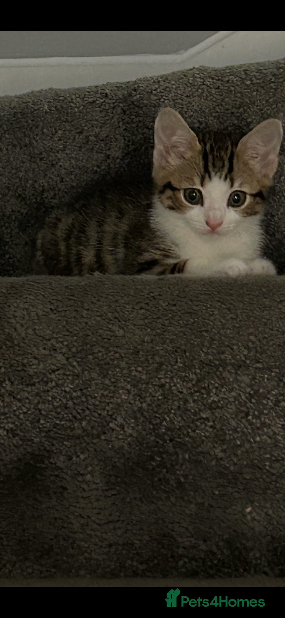 Domestic Shorthair cats Domestic shorthair kitten  - Advert 2