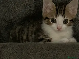 Domestic Shorthair cats Domestic shorthair kitten - Advert 2