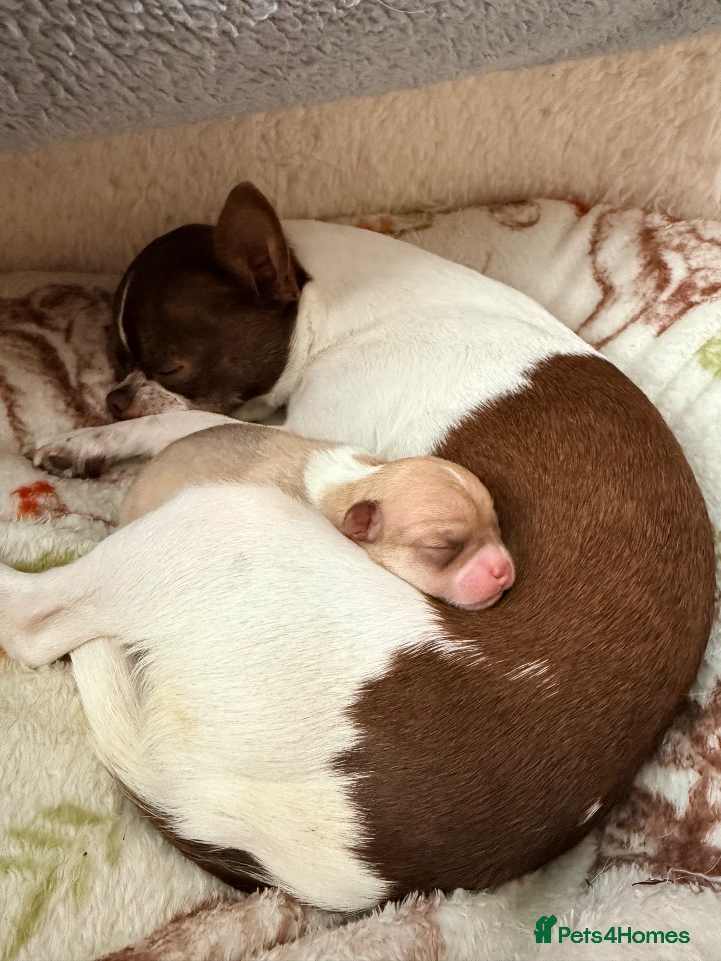 Chihuahua dogs Smooth coat Fawn and White  - Advert 5