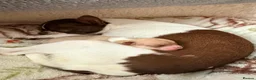 Chihuahua dogs for sale: Smooth coat Fawn and White  in Saint Austell - Advert 1