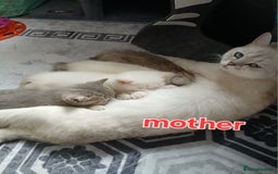 British Shorthair cats for sale: Slodziaki - Image 1