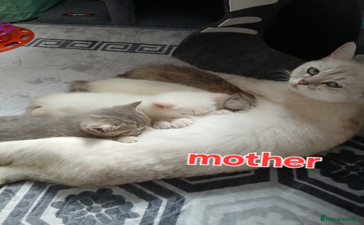 British Shorthair cats - Advert 15