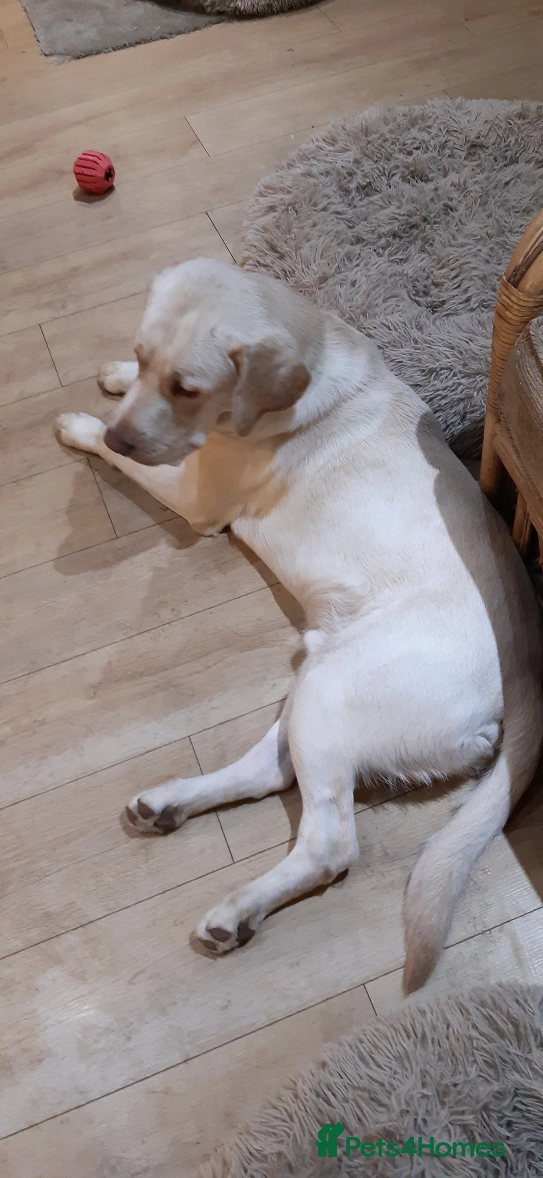 Labrador Retriever dogs for sale: Male Labrador Retiever 12 months - Advert 6