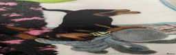 Rottweiler dogs for sale: Rottweiler puppies  - Advert 7