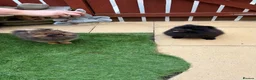 Pomeranian dogs for sale: 2 stunning male Pomeranian ready for new homes now - Advert 16