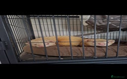 Ferret rodents for sale: 2 Male Albino Ferrets With Everything  - Image 20
