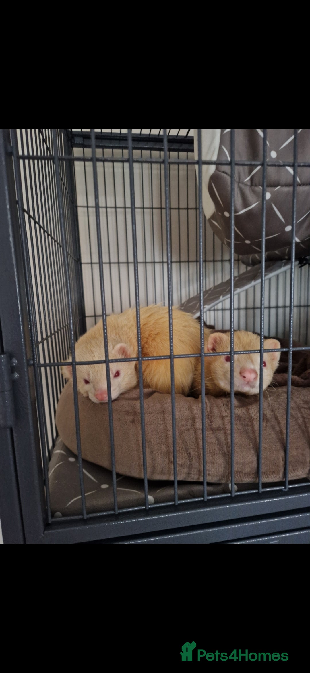 Ferret rodents for sale: 2 Male Albino Ferrets With Everything  - Image 20