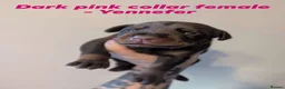 Dobermann dogs for sale: European doberman puppies  in Birkenhead - Advert 10