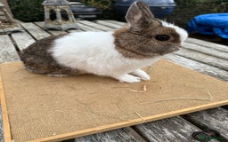 Netherland Dwarf rabbits for sale: Netherland dwarf young male rabbit  - Image 4