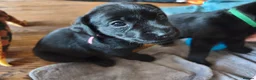 Labrador Retriever dogs for sale: Labrador Puppies Black & Chocolate Ready 31st Oct - Advert 12