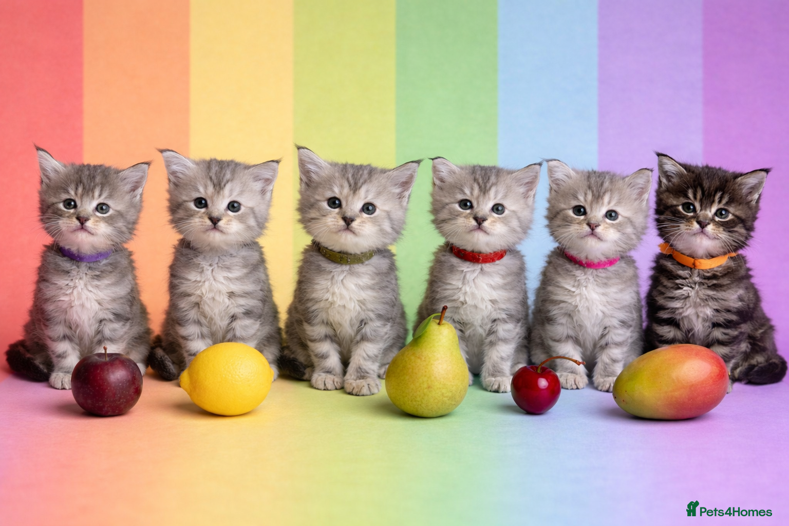 Maine Coon cats Beautiful Silver tabby Maine coon girls - Advert 11