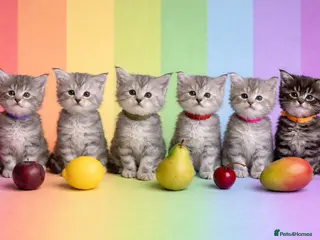 Maine Coon cats Beautiful Silver tabby Maine coon girls - Advert 11