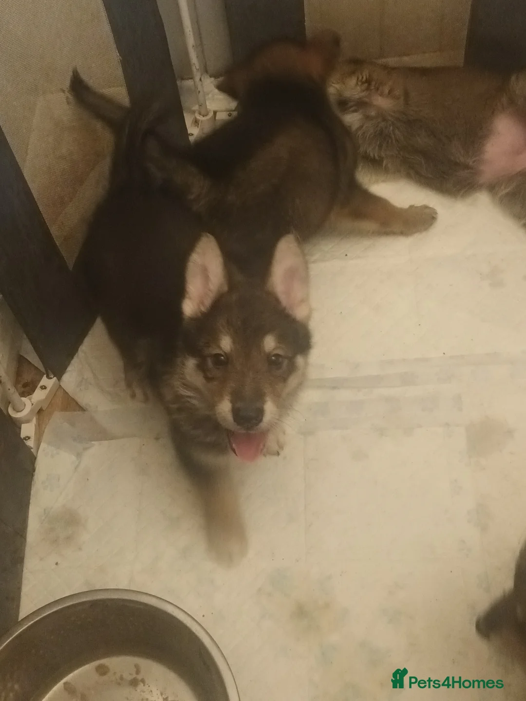 Mixed Breed dogs for sale: 2 female pups left wolfdog x german shepherd h - Advert 17