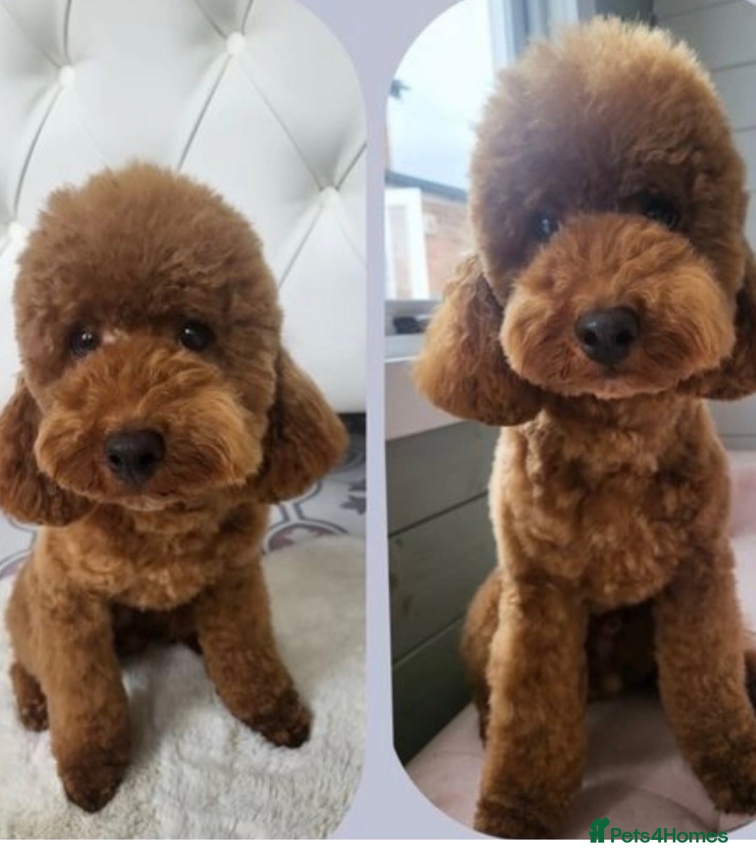 Schnoodle dogs for sale: Schnoodle puppies  - Advert 12