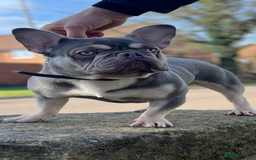 French Bulldog dogs for stud: Lilac and tan carrying Isabella  - Image 3