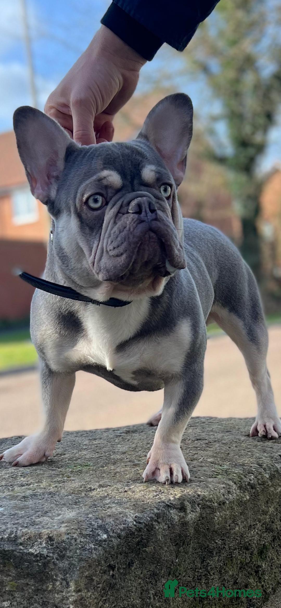 French Bulldog dogs for stud: Lilac and tan carrying Isabella  - Image 3