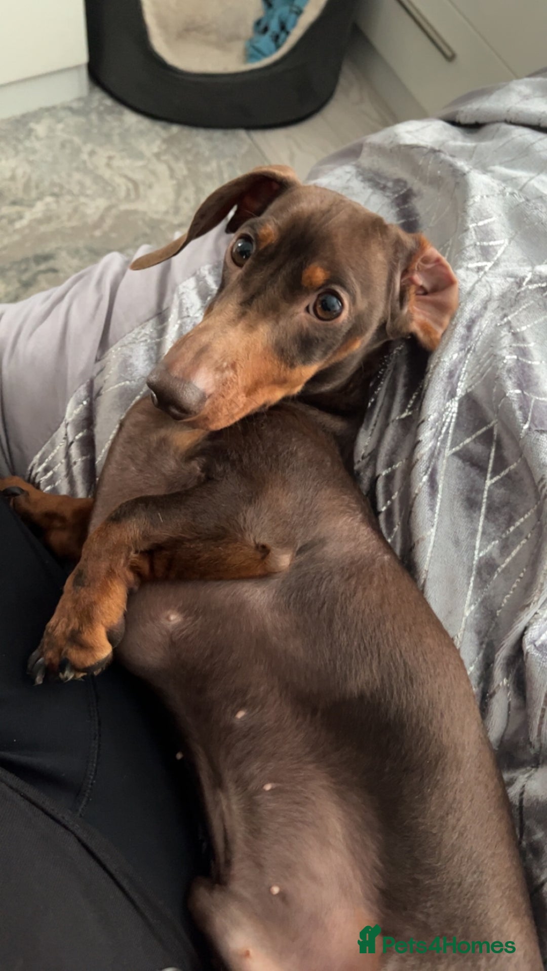 Dachshund dogs for stud: FOR STUD PROVEN kc reg Choc & tan mini dachshund in Sunderland - Advert 11