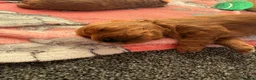 Cavapoo dogs for sale: Cavapoo puppies - Advert 12