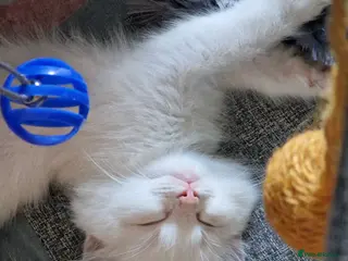 Ragdoll cats 💎 Elite Ragdoll Kittens 💎 - Advert 3